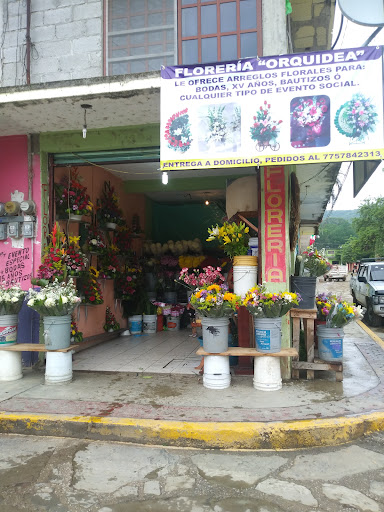 Floreria Orquidea